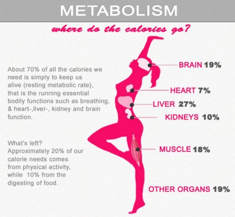 metabolism-and-where-do-all-the-calories-go-fitneass